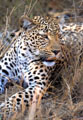 <b>Panthera pardus.</b>Tanzanie. Léopard, mammifère carnivore de l'Afrique. 