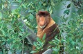 <b>Nasalis larvatus</b>. Mâle. Nasique de Bornéo. Bornéo. Malaisie. Espèce endémique de Bornéo. Grand singe. Forêt de Bornéo. Nasalis larvatus. 