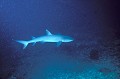 <b>Triaenodon obesus.</b> Requin à pointes blanches. Triaenodon obesus. Mer des Célèbes. Sipadan. Mabul. Bornéo. Malaisie. 