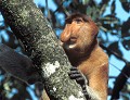 <b>Nasalis larvatus.</b> Mâle adulte. Nasique de Bornéo. Nasalis larvatus. Grand singe. Primate. Forête de Bornéo. Malaisie. 