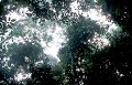 Toit de la forêt primaire de Bornéo. Canopée. Forêt primaire de Bornéo. Malaisie. 