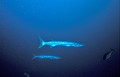 <b>Sphyraena barracuda.</b> Grand Barracuda. Poisson carnivore. Mer des Célèbes. Sipadan. Mabul. Bornéo. Malaisie. 