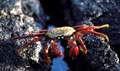 <b>Grapsus grapsus.</b> Prédateur et nécrophage, se nourrit d'autres espèces, mais aussi de la sienne, de particules animales et de petits crustacés. Crabe zayapa, grapsus grapsus des Iles Galapagos. 