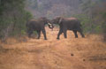 <b>Loxodonta africana.</b> Afrique du sud. Joute entre jeunes. Eléphant d'Afrique, joute en Afrique du sud. 