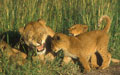 <b>Panthera leo.</b> Femelle avec ses jeunes en Tanzanie. Lionne avec ses jeunes en Tanzanie. 