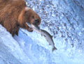 <b>Ursus arctos.</b> Alaska. L'ours brun peut vivre une trentaine d'années dans la nature. Ours brun, Ursus arctos, Alaska. 