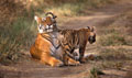 <b>Panthera tigris tigris.</b> La femelle, au terme de 15 à 16 semaines de gestion, donne naissance à 2 ou 3 jeunes. A l'âge de 6 mois, le jeune accompagnera sa mère lors de ses chasses. Le mâle atteindra la maturité sexuelle à l'âge de 4 ans, la femelle une année avant. Un tigre peut vivre une vingtaine d'années en liberté. Il y avait environ 40.000 tigres en Inde au 19° siècle. On en compte 2.500 à peine aujourd'hui. Tigre de l'Inde mammifère carnivore de l'Inde. 