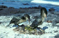 <b>Nannopterum harrisi.</b> Espèce endémique. Le mâle et la femelle participent au développement de leur progéniture, se relayant périodiquement et alternant ainsi période de couvaison et pêche en mer. Cormoran aptère espèce endémique des îles Galapagos. 
