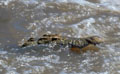 <b>Crocodylus niloticus</b>. Tanzanie. Crocodile du Nil à l'affût dans une rivière de Tanzanie. 