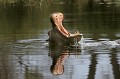 <b>Hippopotamus amphibius.</b>Botswana.
 Afrique de l'est et du sud. Botswana. Hippopotame. Hippopotamus amphibius. 