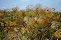 <b>Botswana.</b> Papyrus de l'Okavango. Botswana. Afrique du sud. 