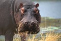 <b>Hippopotamus amphibius.</b> Botswana. Hippopotame. Hippopotamus amphibius. Botswana. Afrique du sud. 