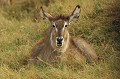 <b>Kobus ellipsiprymnus.</b> Botswana. Cobe à croissant femelle. Kobus ellipsiprymnus. Botswana. Afrique du sud. Mammifère herbivore. Antilope. 
