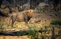 <b>Panthera leo.</b> Botswana. Lion d'Afrique. Panthera leo. Botswana. Afrique du sud. 