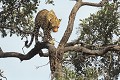 <b>Panthera pardus.</b> Botswana. Léopard. Panthera pardus. Botswana. Félin d'Afrique du sud. 