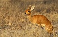 <b>Raphicerus campestris.</b> Botswana. Steenbok. Antilope d'Afrique du sud. Botswana. 