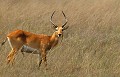 <b>Kobus leche.</b> Botswana. Cobe lecwe. Kobus leche. Antilope d'Afrique du sud. Botswana. 
