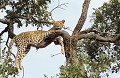 <b>Panthera pardus.</b> Botswana. Léopard. Panthera pardus. Botswana. Afrique du sud. Félin. Carnivore. 