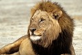 <b>Panthera leo.</b> Botswana. Lion d'Afrique. Panthera leo. carnivore. Félin d'Afrique. Botswana. 