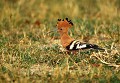 <b>Upupa epops.<b> Bostwana. Huppe fasciée. Upupa epops. Oiseau d'Afrique du sud. Botswana. 