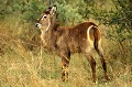<b>Kobus ellipsiprymnus.</b> Bostwana. Cobe à croissant femelle. Botswana. Afrique du sud. Antilope. 