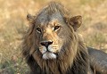 <b>Panthera leo.</b> Botswana. Lion d'Afrique. Panthera leo. Carnivore. Félin. 