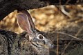 <b>Lepus saxatilis.</b> Botswana. Lièvre d'Afrique du sud. Lepus saxatilis. Botswana. 