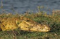 <b>Crocodylus niloticus.</b> Botswana. Crocodile du Nil. Crocodylus niloticus. Grand prédateur. 