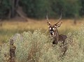 <b>Kobus ellipsiprymnus.</b> Botswana. Cobe à croissant mâle. Kobus ellipsiprymnus. Botswana. Afrique du sud. Antilope. 