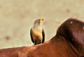 <b>Buphagus africanus</b>. Sénégal. Pique boeuf à bec jaune oiseau du Djoudj Sénégal. 