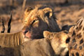 <b>Panthera leo.</b> Afrique du sud. Lion d'Afrique en Afrique du sud. 