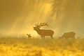 <b>Cervus elaphus.</b> Cerf élaphe, cerf rouge, mammifère des forêts. 