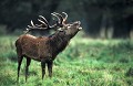 <b>Cervus elaphus.</b> Cerf élaphe, cerf rouge, cervus elaphus, mammifère d'Europe; 