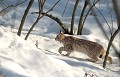 <b>Felis lynx</b> Lynx d'Europe, Felis lynx, mammifère d'Europe, prédateur, carnivore. 