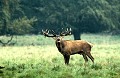 <b>Cervus elaphus.</b> cerf élaphe, cerf rouge, Cervus elaphus, mammifère d'Europe; 