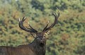 <b>Cervus elaphus.</b> cerf élaphe, cerf rouge, cervus elaphus, mammifère d'Europe. 