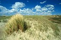  Dune de sable. Texel, Hollande, Europe du Nord. 