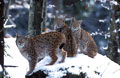 <b>Felis lynx.</b> Bayericherwald. De moeurs nocturnes ou crépusculaires, il se nourrit de petits mammifères : rongeurs, lièvres, d'oiseaux et d'animaux blessés. Lyn,x en hiver. Felis lynx. au Bayericherwald. 