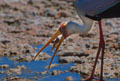 <b>Mycteria ibis.</b> Tanzanie. Une fois le poisson capturé, le Tantale le fait sauter entre ses mandibules de façon à l'avaler la tête la première, soit dans le sens des écailles. Tantale ibis, échassier de l'Afrique, Tanzanie. 