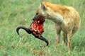 <b>Crocuta crocuta.</b> Tanzanie. Hyène tachetée en Tanzanie. 