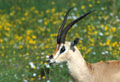 <b>Gazella granti.</b> Gazelle de Grant en Tanzanie. 