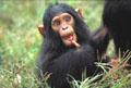 <b>Pan troglodytes.</b> Ouganda. Bébé. Chimpanzé bébé en Ouganda singe d'Afrique. 