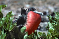 <b>Fregata minor ridwayi.</b< Durant la saison des amours, le mâle développe une poche  de chair rouge sous sa gorge afin d'attirer la femelle. Avec une envergure dépassant les 2,45 m, la frégate est particulièrement adaptée à la vie aérienne. Son plumage n'étant pas imperméable, l'oiseau ne se pose donc pas sur l'eau, mais dispose d'une grande habileté pour capturer ses proies en effleurant du bec la surface de l'onde lors de piqués accrobatiques. Grande frégate, fregata minor, oiseau de mers tropicales et des îles Galapagos. 