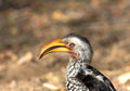 <b>Tockus flavirostris.</b> Calao à bec jaune oiseau de l'Afrique. 