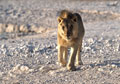 <b>Panthera leo.</b> Parc d'Etosha, Namibie. Lion d'Afrique, Parc d'Etosha en Namibie. 