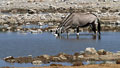 <b>Oryx gazella.</b> Parc d'Etosha en Namibie. Gemsbok ou Oryx gazella au Parc d'Etosha en Namibie. 