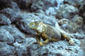 <b>Conolophus subcristatus.</b> Espèce endémique, la plus représentée dans toutes les îles. Iguane terrestre, Conolophus subcristatus, espèce endémique des îles Galapagos. 