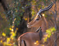 <b>Aepyceros melampus.</b> Afrique du sud. Impala mâle, herbivore d' Afrique du sud. 