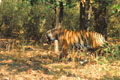 <b>Panthera tigris.</b> Inde. Son pelage d'or et d'ébène s'intègre parfaitement dans les taches d'ombre et de lumière filtrant à travers les forêts de bambous. Homochromie, Tigre de l'Inde, Panthera tigris, Inde. 