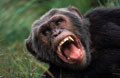 <b>Pan troglodytes</b>. Ouganda. Mâle en colère. Chimpanzé mâle adulte en colère en Ouganda. 